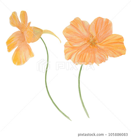 Orange Nasturtium watercolor illustration. Hand drawn botanical painting, floral sketch. Colorful flower clipart for summer or autumn design of wedding invitation, prints, sublimation, textile 105886083