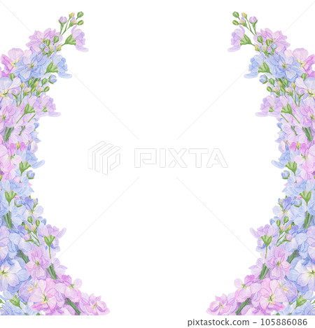 Watercolor botanical colourful frame of preety garden flowers: blue and lilac gillyflower and pink lathyrus. Good for wedding print products, paper, invitations, greetings, fabric, posters 105886086