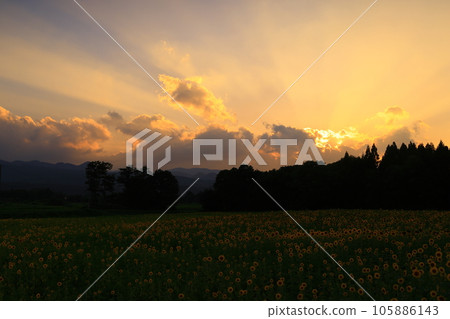 岩手縣日落向日葵田 105886143