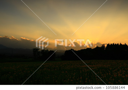 岩手縣日落向日葵田 105886144