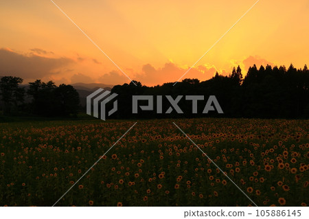 岩手縣日落向日葵田 105886145