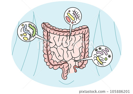 Person digestive tract with bacteria 105886201