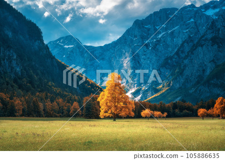 Orange tree in alpine meadows in mountains at sunset in autumn 105886635