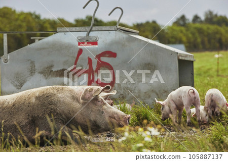 Eco pig farm in the field in Denmark Eco pig farm in the field in Denmark 105887137