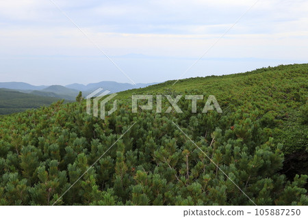 Rausudaira creeping pine 105887250