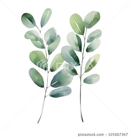 Watercolor eucalyptus branch isolated 105887367