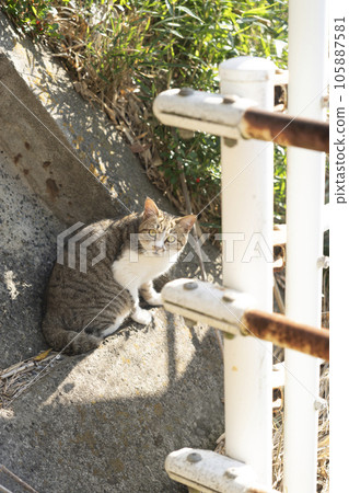 Cat in the street 105887581