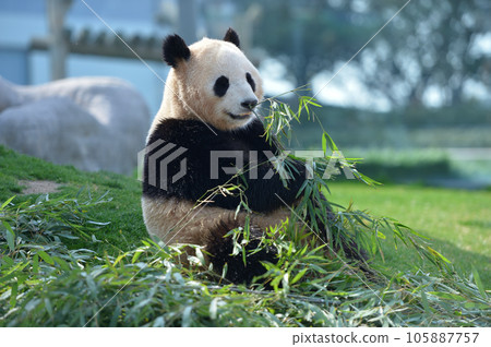 Yohama 美味地吃著竹子 105887757