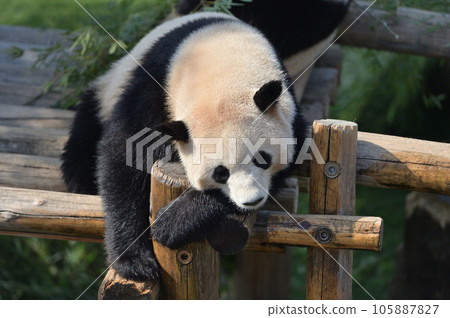 Yohama relaxing on the playground equipment 105887827
