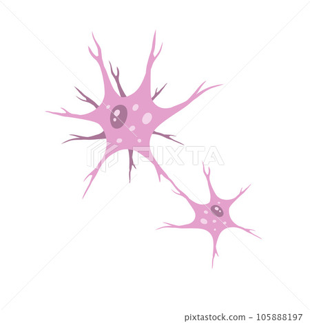 Neuron cell. Brain activity and dendrites. Membrane and the nucleus. Medical Concept of memory and connection. Educational illustration isolated on white Neuron cell. Brain activity and dendrites. Membrane and the nucleus. Medical Concept of memory and connection. Educational illustration isolated on white 105888197