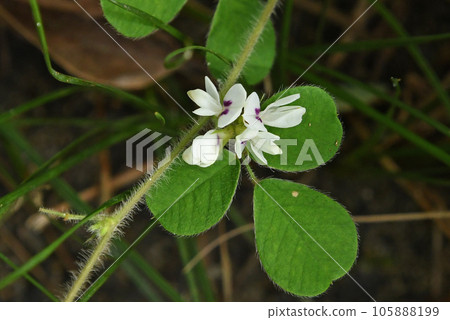 Nekohagi flower with beautiful white petals and purple spots blooming on three leaves on a stem that stretches like crawling on the ground. 105888199