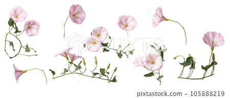 different bindweed flowers isolated on white, blank for design different bindweed flowers isolated on white, blank for design 105888219