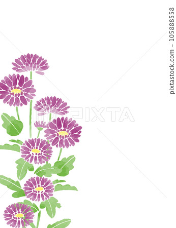 紫菊花水彩風格插畫 105888558