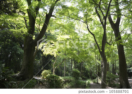 Shimogamo Shrine, Tadasu no Mori, Sakyo Ward, Kyoto City Shimogamo Shrine, Tadasu no Mori, Sakyo Ward, Kyoto City 105888701