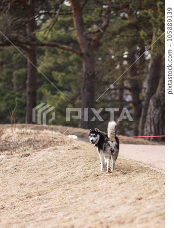 Dog walking in a park 105889139