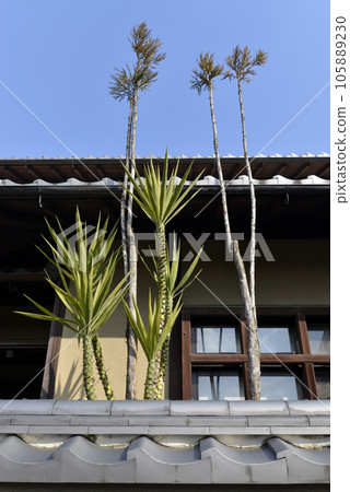 Imaicho townscape from the Edo period, Niwaki, Kashihara city, Nara prefecture 105889230
