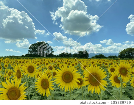 Summer sky and sunflowers in full bloom Summer sky and sunflowers in full bloom 105889759