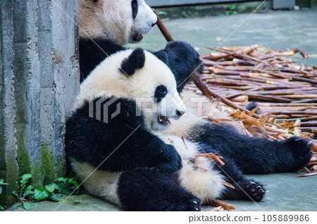 Giant Panda (China - Chengdu Okuma School Breeding Research Base) Giant Panda (China - Chengdu Okuma School Breeding Research Base) 105889986