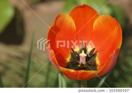 Cucumber Cucumber 105890597