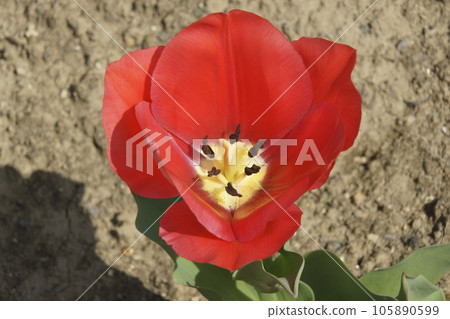 Chuurippu Chuurippu 105890599