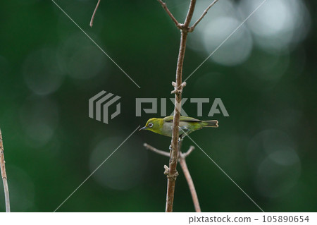 棲息在樹枝上的白眼 棲息在樹枝上的白眼 105890654