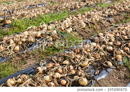Harvested onions drying on black plastic film on plantation Harvested onions drying on black plastic film on plantation 105890870