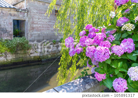 Shimoda City, Shizuoka Prefecture Perry Road during the hydrangea festival season Shimoda City, Shizuoka Prefecture Perry Road during the hydrangea festival season 105891317