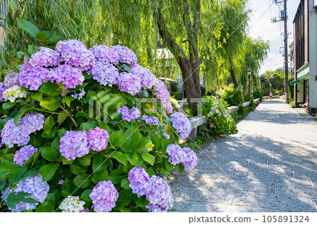 紫陽花節期間靜岡縣下田市佩里路 105891324