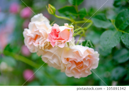 柔和的粉紅色調的春天玫瑰。模糊背景以使其突出。 105891342