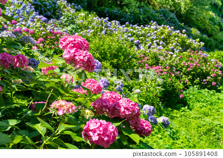 Hydrangea in Shimoda Park, Shimoda City, Shizuoka Prefecture 105891408