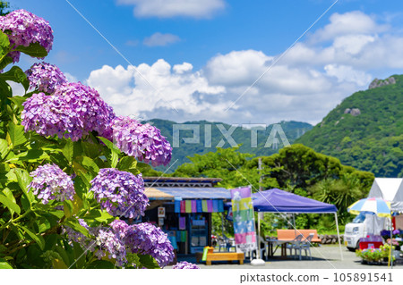 Hydrangea in Shimoda Park, Shimoda City, Shizuoka Prefecture 105891541