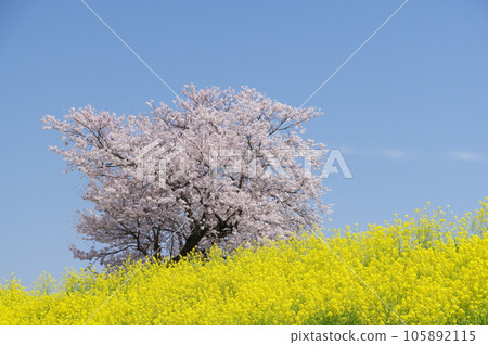 Cherry blossoms and rape blossoms in full bloom against the blue sky 105892115