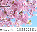 河津櫻花 105892381