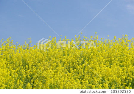 Rape flower field and blue sky 105892580
