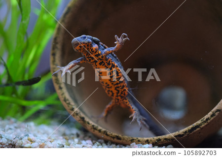 Akahara蠑螈 105892703