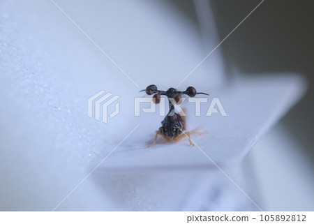 四子物七 105892812