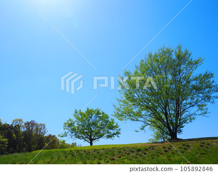 藍天和樹木 藍天和樹木 105892846