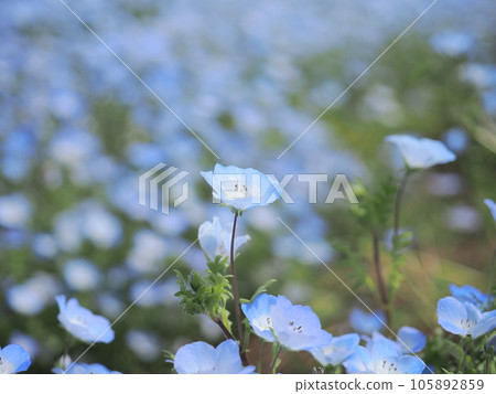 Nemophila Nemophila 105892859