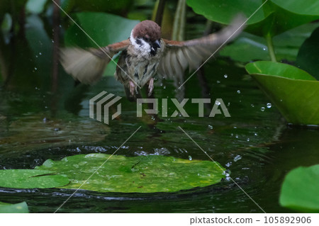 A sparrow that raises a splash and flies away 105892906