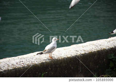 Seagulls resting on the embankment 105893000