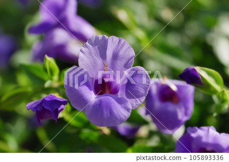Torenia 105893336