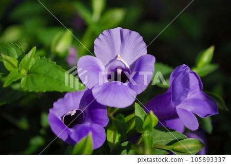 Torenia Torenia 105893337