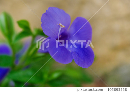 Torenia Torenia 105893338