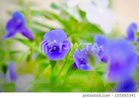 Torenia Torenia 105893341
