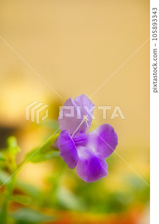 藍豬耳 105893343
