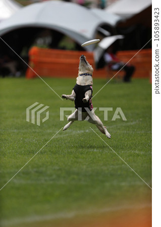Disc dog Disc dog 105893423