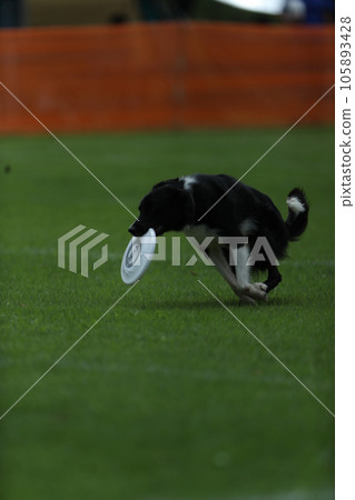 Disc dog Disc dog 105893428