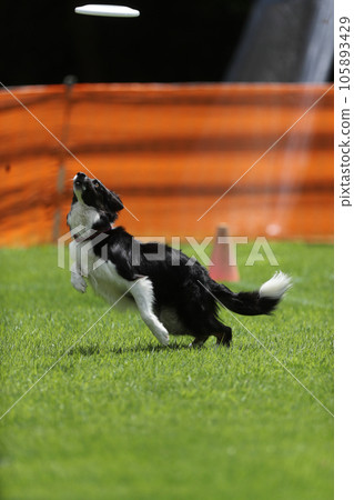 Disc dog Disc dog 105893429