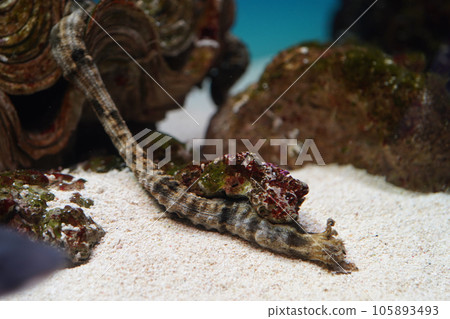 Oooei sea cucumber Oooei sea cucumber 105893493