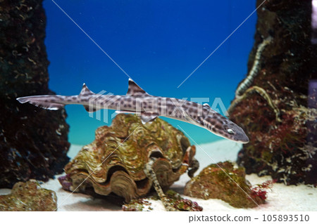 coral tiger shark coral tiger shark 105893510
